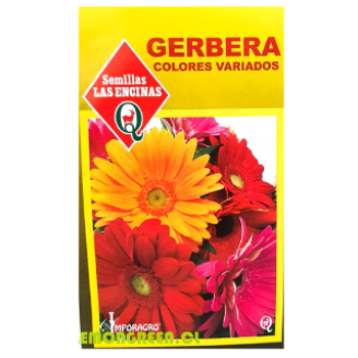 Gerbera