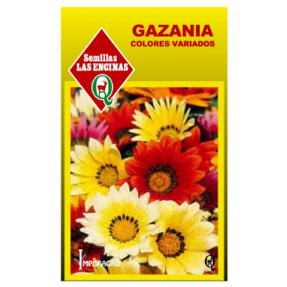 Gazania