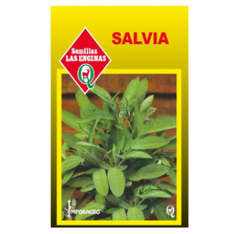 Salvia